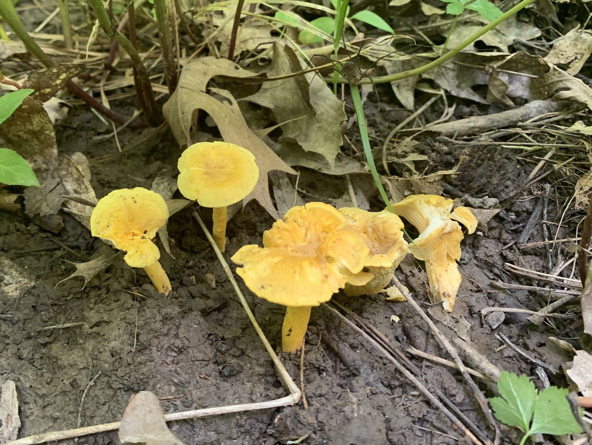 <a href="/LabLankau/">Lankaulab</a>  golden chanterelles at field site. They’re mycorrhizal and often associate with oak trees.