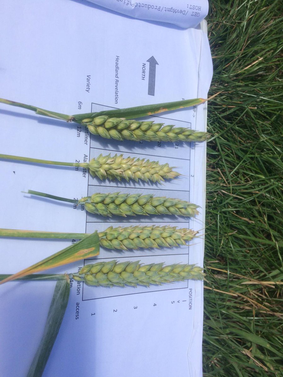 organicarable's tweet photo. 5 #organic wheat ears from just West of Cambridge. Part of the #LiveWheat participatory trial. Which will be the top yielder? https://t.co/isq3Bc1poH