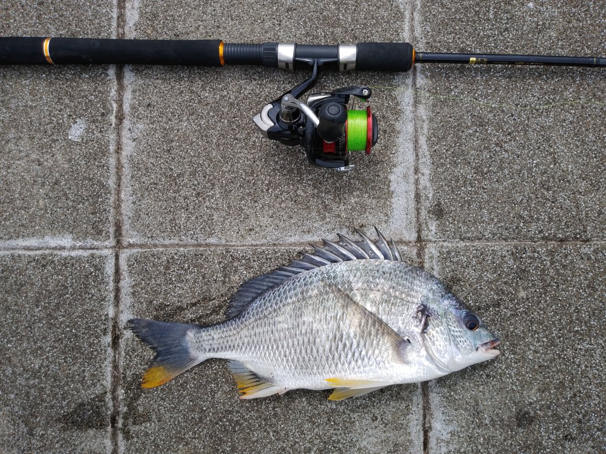 落とし込み釣り