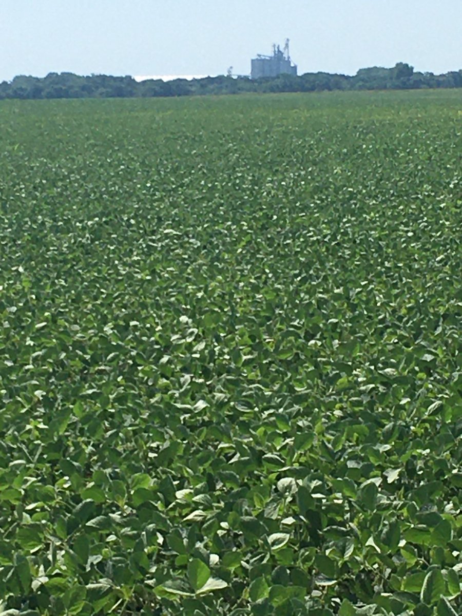 david_oftedahl's tweet photo. #Asgrow AG18XO doing a very nice job on this high PH / High salts piece of ground in Yellow Medicine county. ⁦@Asgrow_DEKALB⁩ https://t.co/syervtfdgc