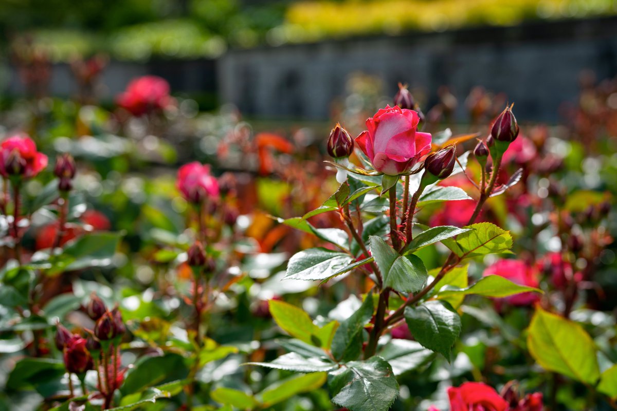 Stop and smell the roses @UBC #RoseGarden!
#VeryVancouver #UBC #GardensBC #explorebcgardens