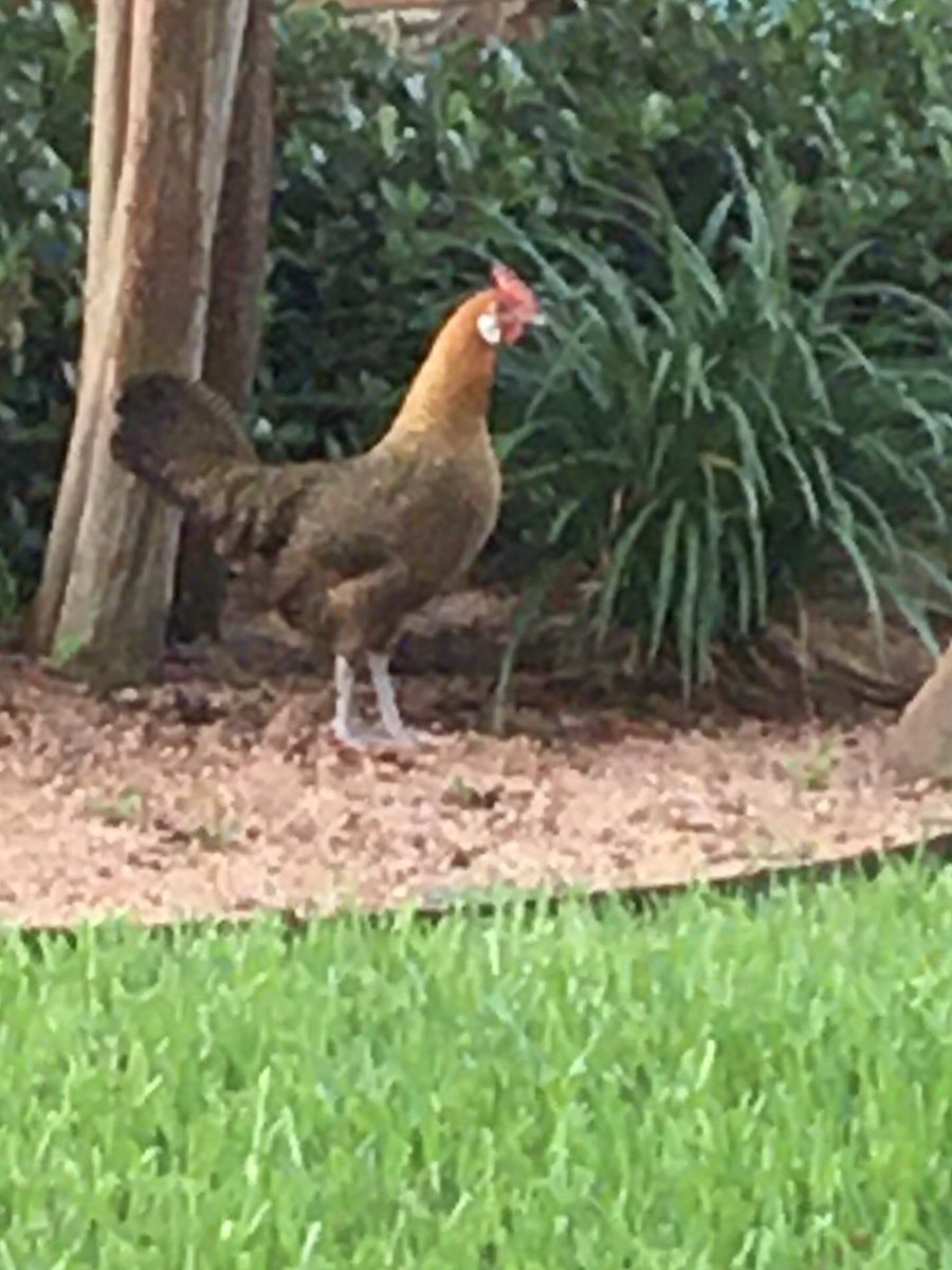 standorsett's tweet photo. Spotted the neighborhood free range chicken this morning. #OakCliffWildlife https://t.co/EbHU4jFHdQ