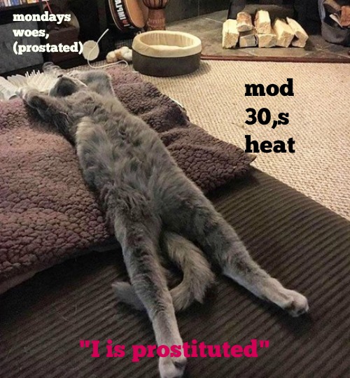 kittyguy77's tweet image. '
mondays kitties