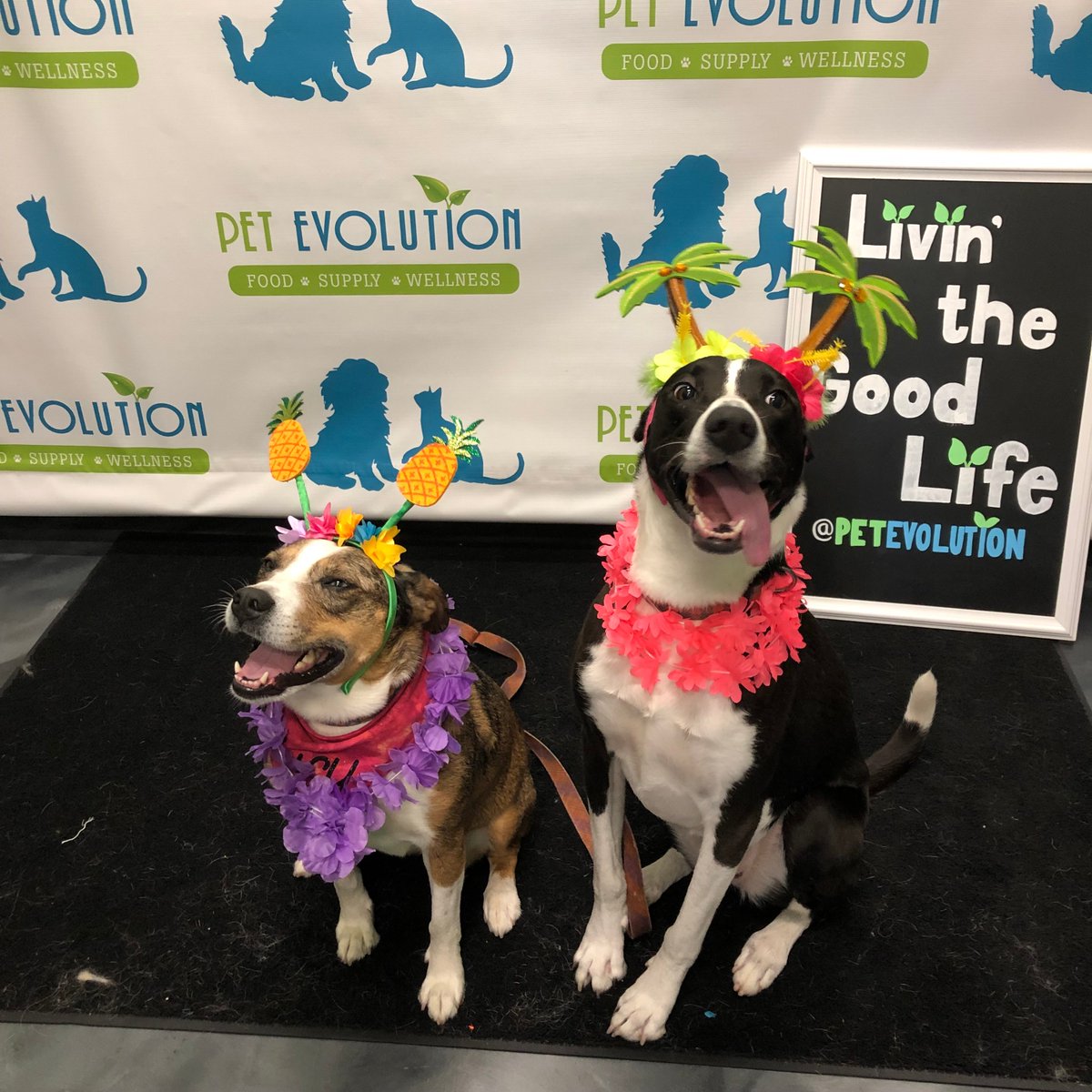 pet_evolution's tweet image. Aloha…. It’s National Hawaii Day. And it feels like it out there! ☀️
Keep those pets cool and hydrated today!