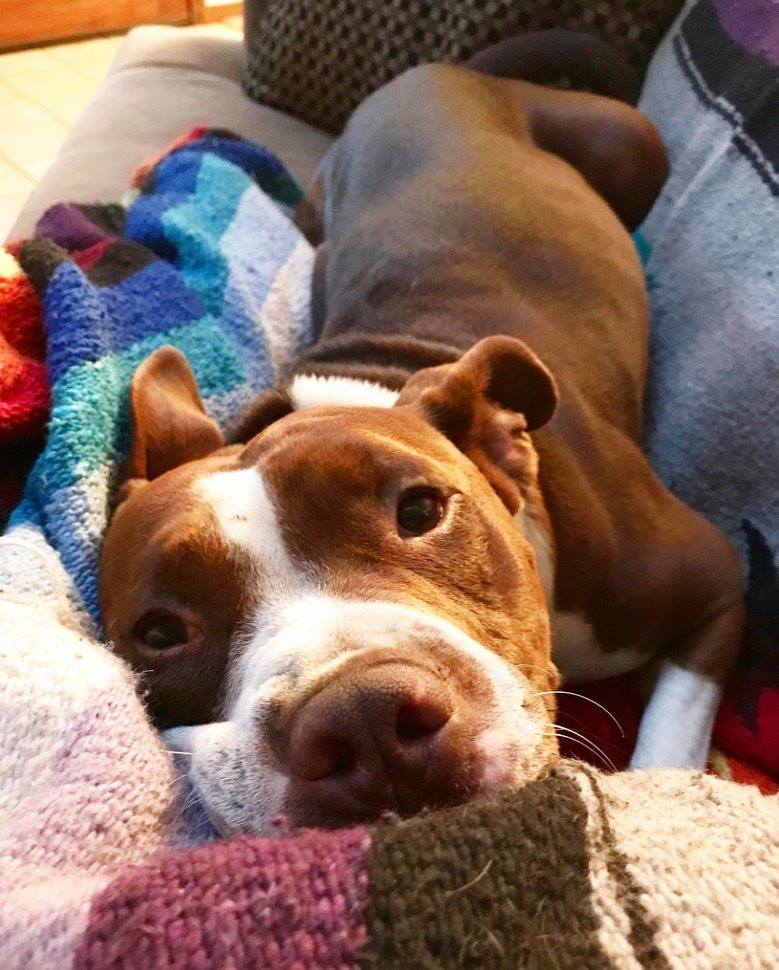 Today is Pet Remembrance Day and our hearts go out to everyone who has ever lost a pet. Our free guide to pet loss will help. It's free. 

ow.ly/PUhL50yjFVG