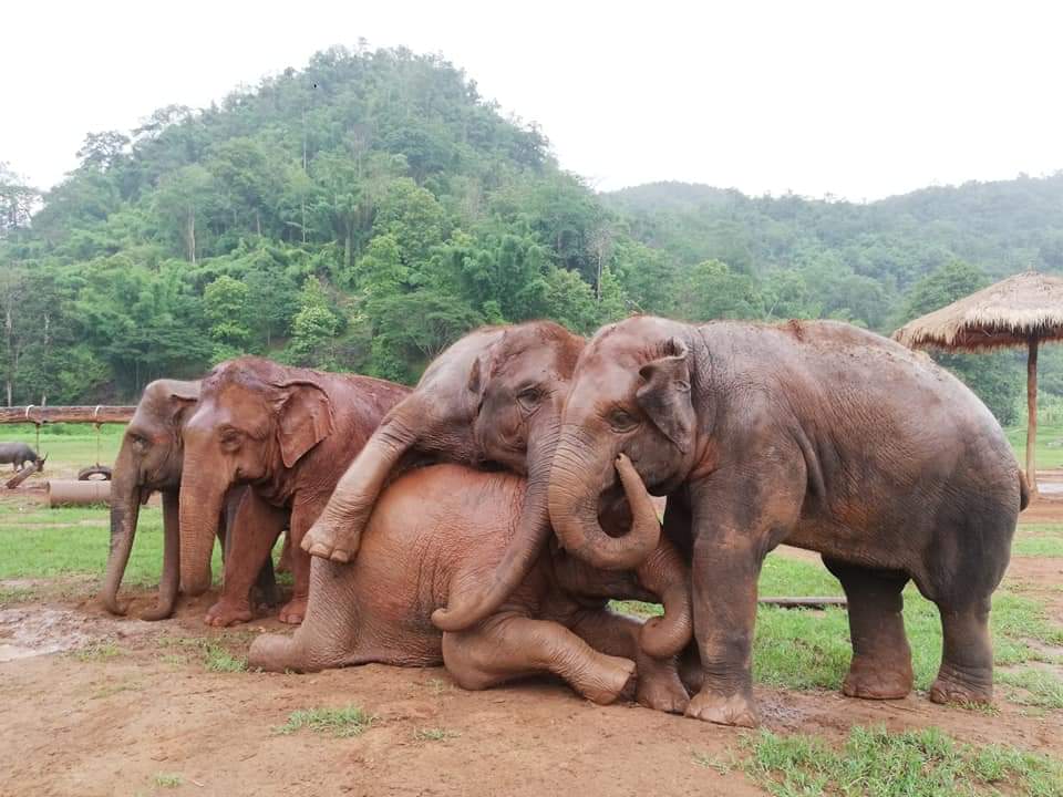 ElephantNatureP's tweet photo. Family is everything to elephants, they usually live their wonderful and happy life together. It's a truly lovely moment watching them hug and play at Elephant Nature Park. Who wouldn't want to see this sight ?
#EleGiftCard available here: https://t.co/0Tkh89bnvw https://t.co/iOOM3B2BxJ