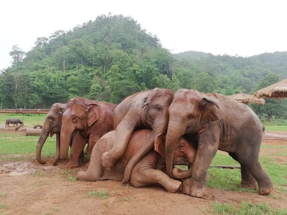ElephantNatureP's tweet photo. Family is everything to elephants, they usually live their wonderful and happy life together. It's a truly lovely moment watching them hug and play at Elephant Nature Park. Who wouldn't want to see this sight ?
#EleGiftCard available here: https://t.co/0Tkh89bnvw https://t.co/iOOM3B2BxJ