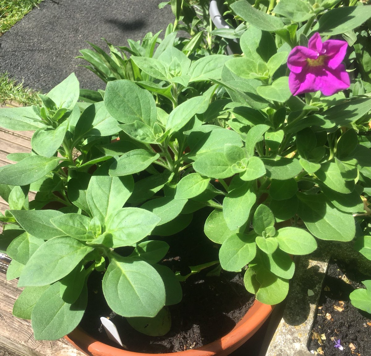 Remember a month ago, when I was devastated that the petunias I’d grown from seed had been demolished by slugs? Amazingly (and as people had suggested), they came back to life, and today the very first flower has bloomed! I’m so delighted they survived!  https://twitter.com/girlonetrack/status/1268531011199123456?s=21  https://twitter.com/girlonetrack/status/1268531011199123456
