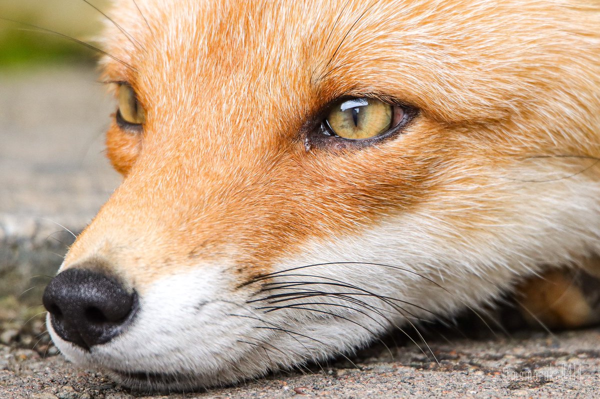 めもるか5g 多忙 綺麗な瞳 7 5 北きつね牧場 キタキツネ T Co Dir9rifxqt Twitter