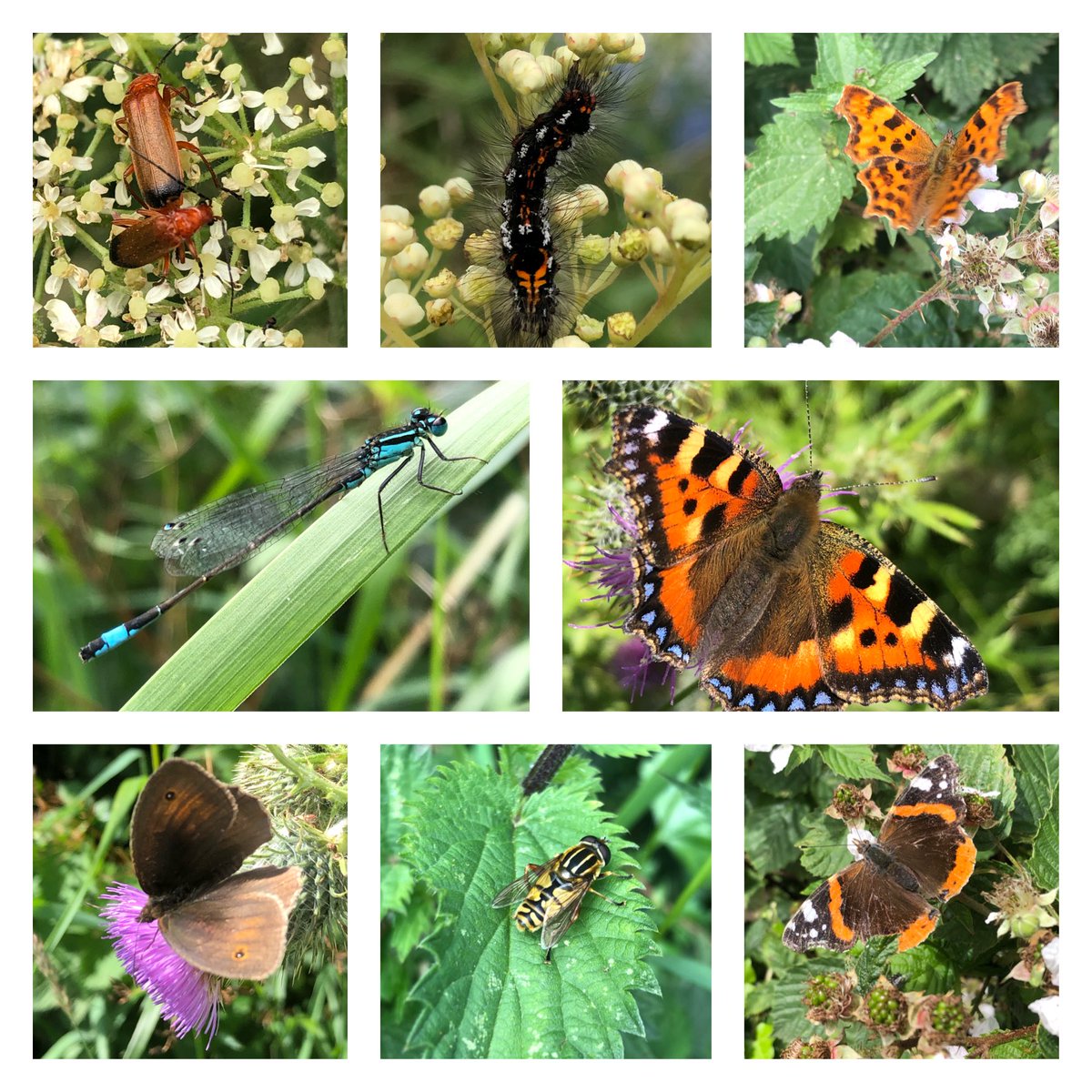 katemacrae's tweet photo. Just a few of the insects seen on a lovely Sunday walk along the Trent & Mersey Canal this morning.... @OSleisure #InsectWatching #Butterflies https://t.co/seXIsXhqKM