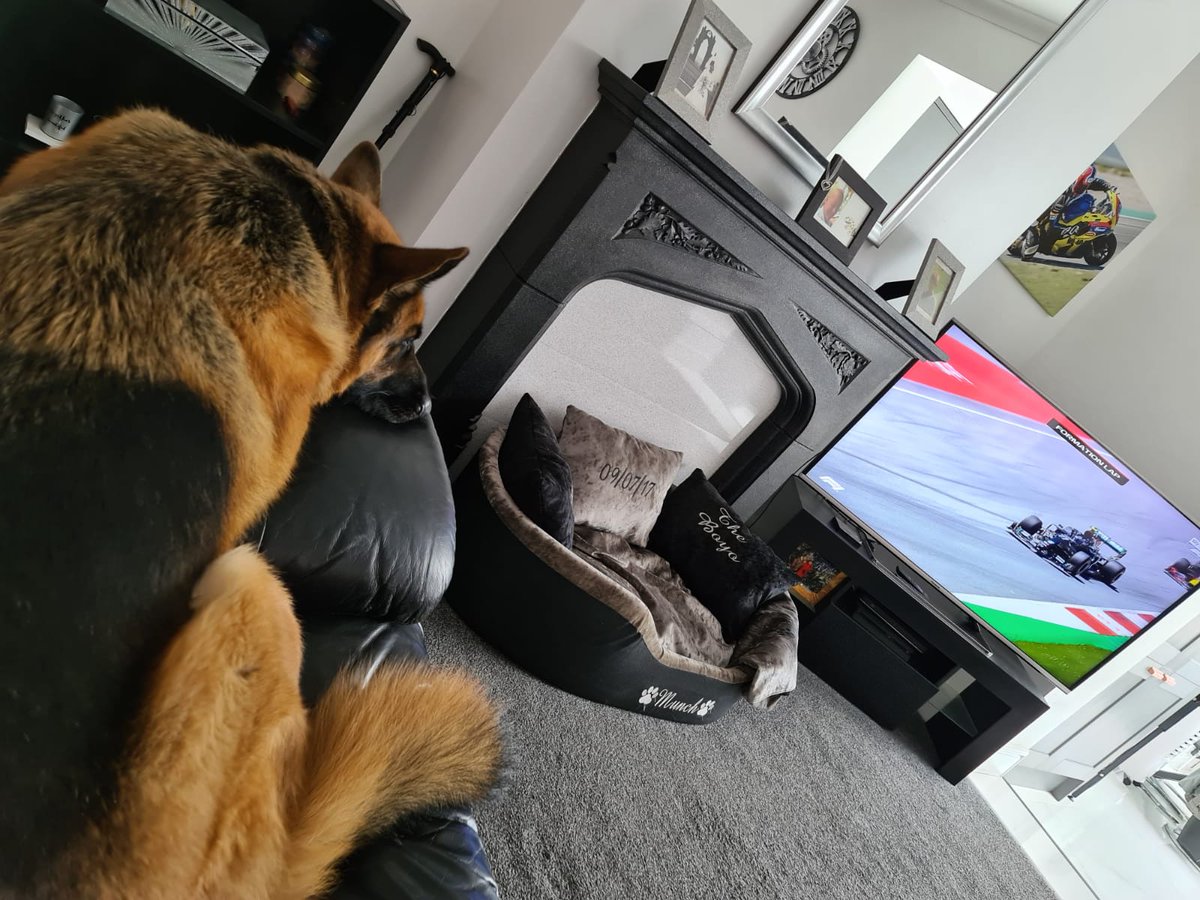 HedgesAm's tweet photo. Even puppy is excited for racing to be back #AustrianGP @LewisHamilton @MercedesAMGF1 @SkySportsF1  #my_name_is_munch @suziewong162 https://t.co/EjzZE7Pqne