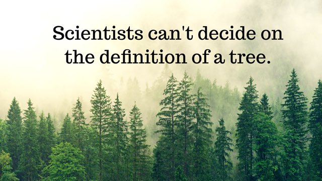 #trees #tree #plants #green #nature #forest