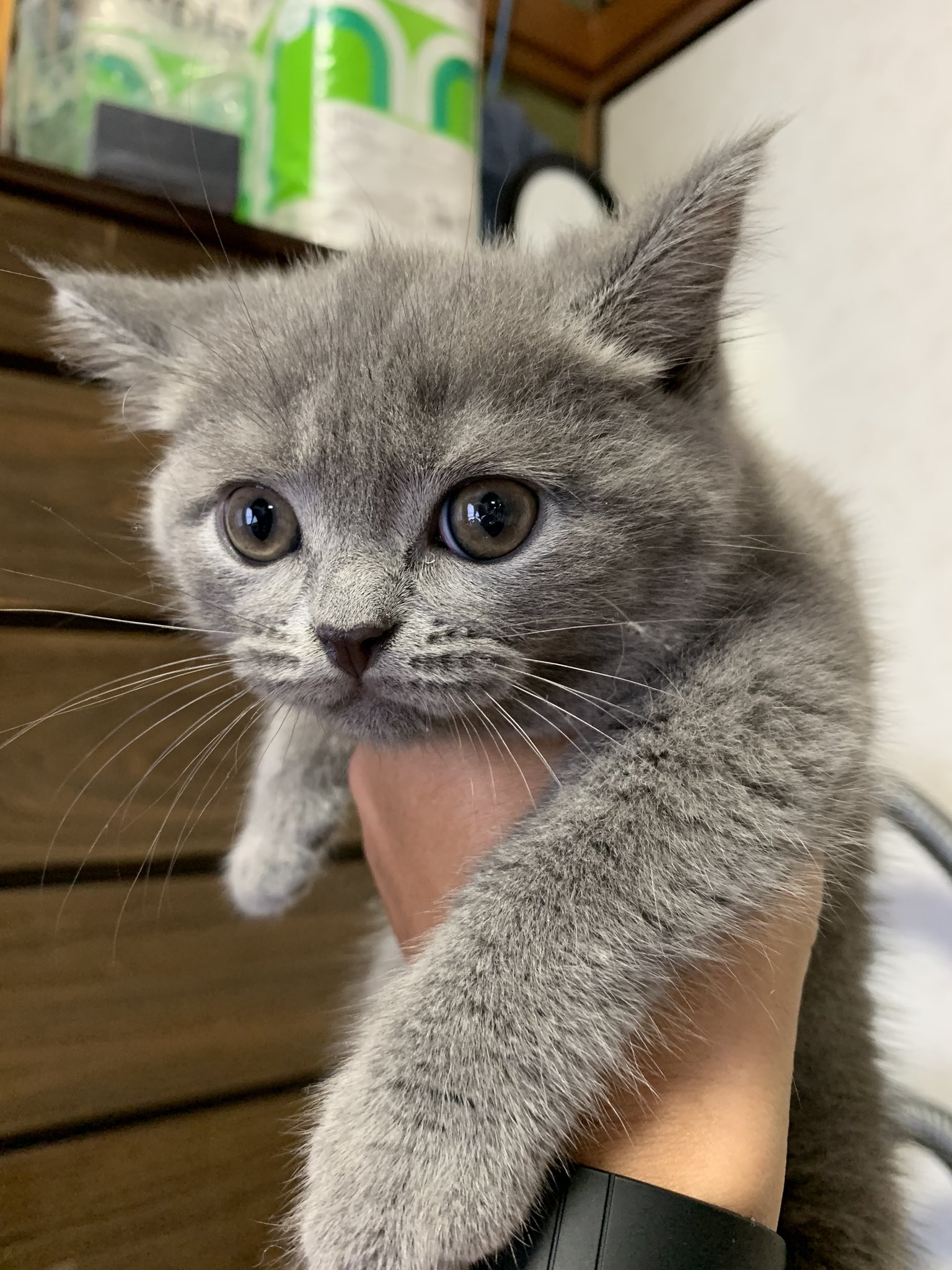 群猫改め新猫 少し前にポストした猫さん ・ ・ ・ #ねこ#猫 #ネコ #cat