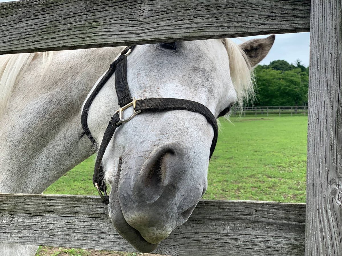 ボリtube 引退名馬とのお触れ合い 迫力ある馬 かっこいい馬 可愛い馬 たくさんいました 馬 馬 馬 そして鹿 馬と鹿といったら 米津玄師や 笑 北海道 日高 浦河 引退名馬 馬と鹿 米津玄師