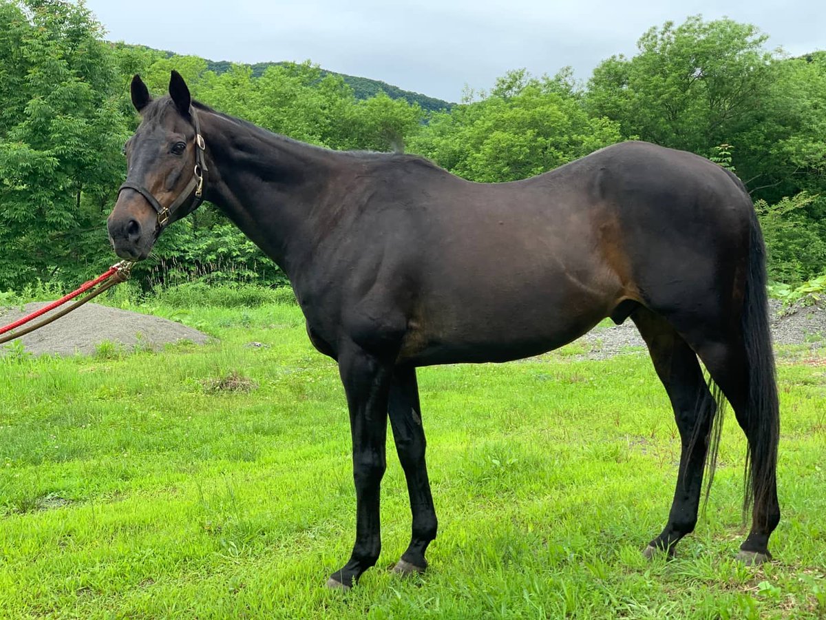 ボリtube 引退名馬とのお触れ合い 迫力ある馬 かっこいい馬 可愛い馬 たくさんいました 馬 馬 馬 そして鹿 馬と鹿といったら 米津玄師や 笑 北海道 日高 浦河 引退名馬 馬と鹿 米津玄師