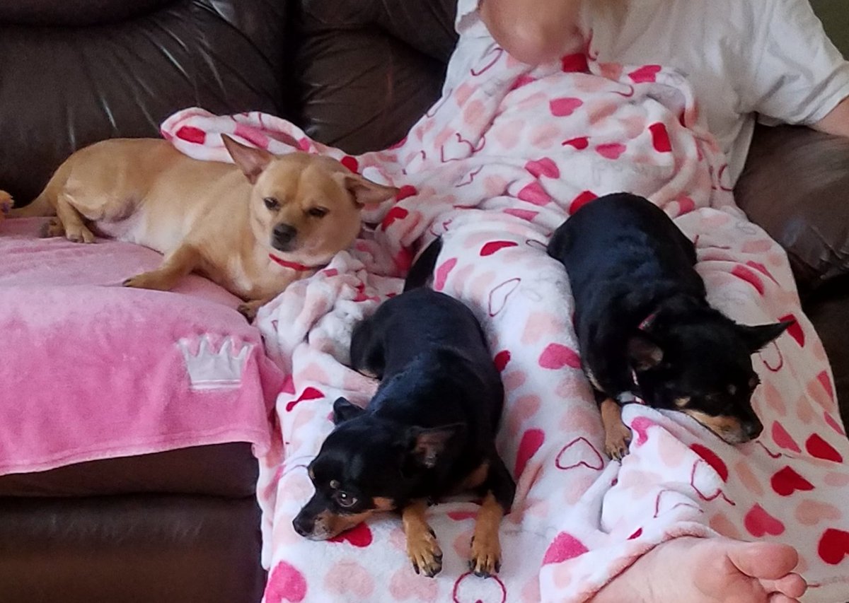 PrincessCali16's tweet photo. 3 Amigos! Me, my brother @LuxyDoodle and My new brother Jack https://t.co/1mRIhDHt1j