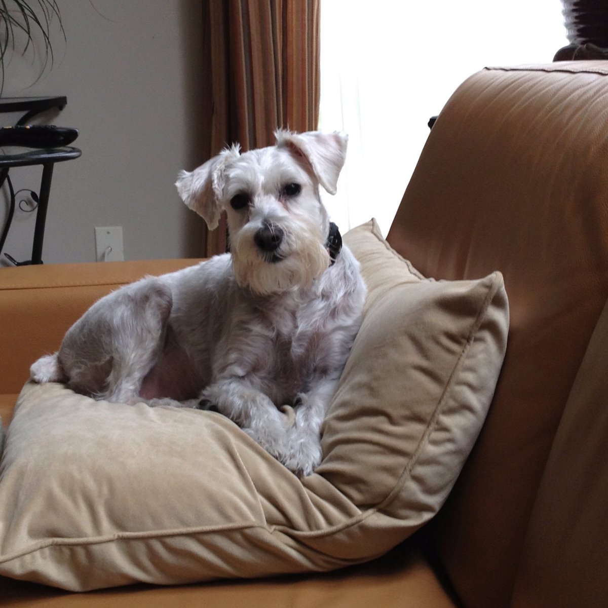 Stefanie7_'s tweet photo. Last night was my first 4th of July in 13 years without a dog that was terrified of fireworks. Maddie slept through most of them, with her head popping up in mild annoyance a few times. Below is Izzie - she was a hater of fireworks, and a lover of pillows. https://t.co/Lbp6nyTUWK
