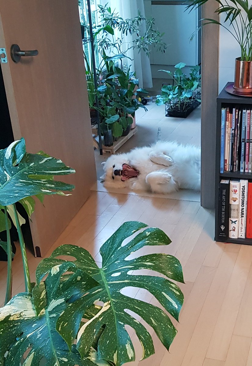 이상하게 자는 개ㅋㅋㅋ