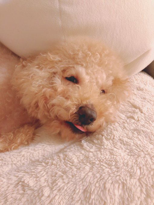 可愛いすぎる🥰🥰🥰🥰🥰 https://t.co/G5t6wJus3O