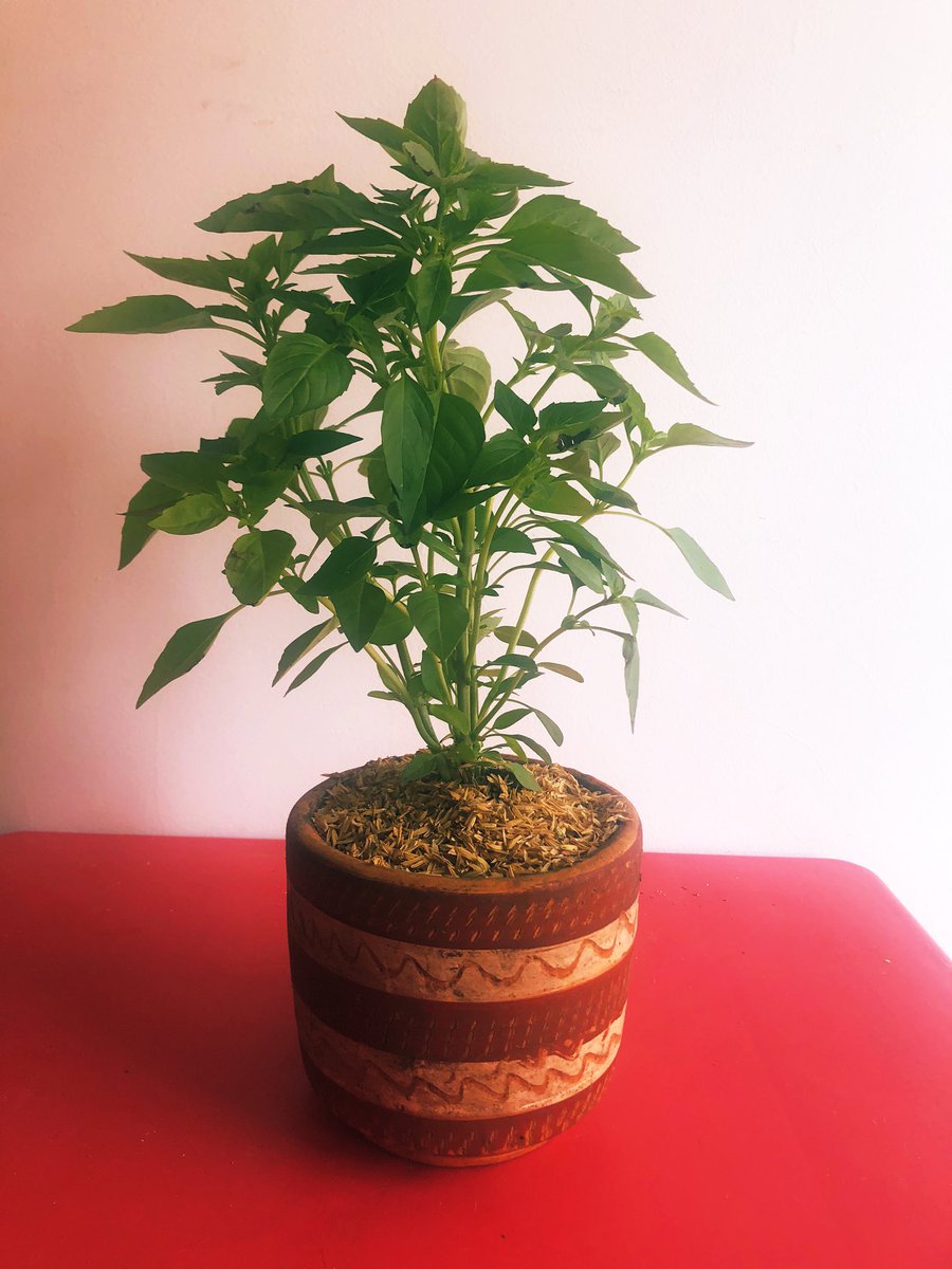 Angiegars's tweet photo. Los regalos que me trae mi esposo! #PlantasMagicas #Albahaca 🌱 https://t.co/OFFN0NFxgM