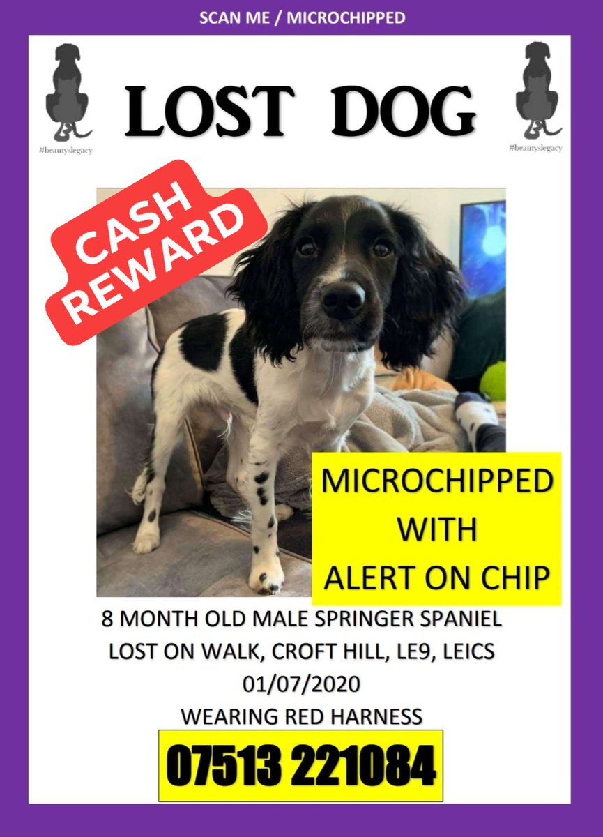 beautys_legacy's tweet photo. #Leicestershire LE9
#Spaniel missing/stolen 01/07/2020
Only 8 months old
Wearing red harness 
#findDigby https://t.co/ltPv1xd2dU