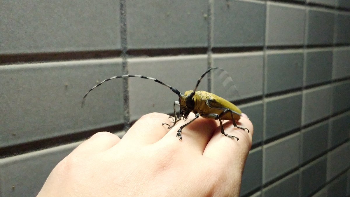 ヨロズナ 萬名 游鯏 玄関にクワカミキリがいました 都心でもたまに見たけど 大きいので迫力ありますよね 地味っちゃ地味ですがオリーブグリーンが綺麗 手乗り昆虫 手乗り虫 クワカミキリ 桑髪切虫 Aprionajaponica カミキリムシ カミキリ