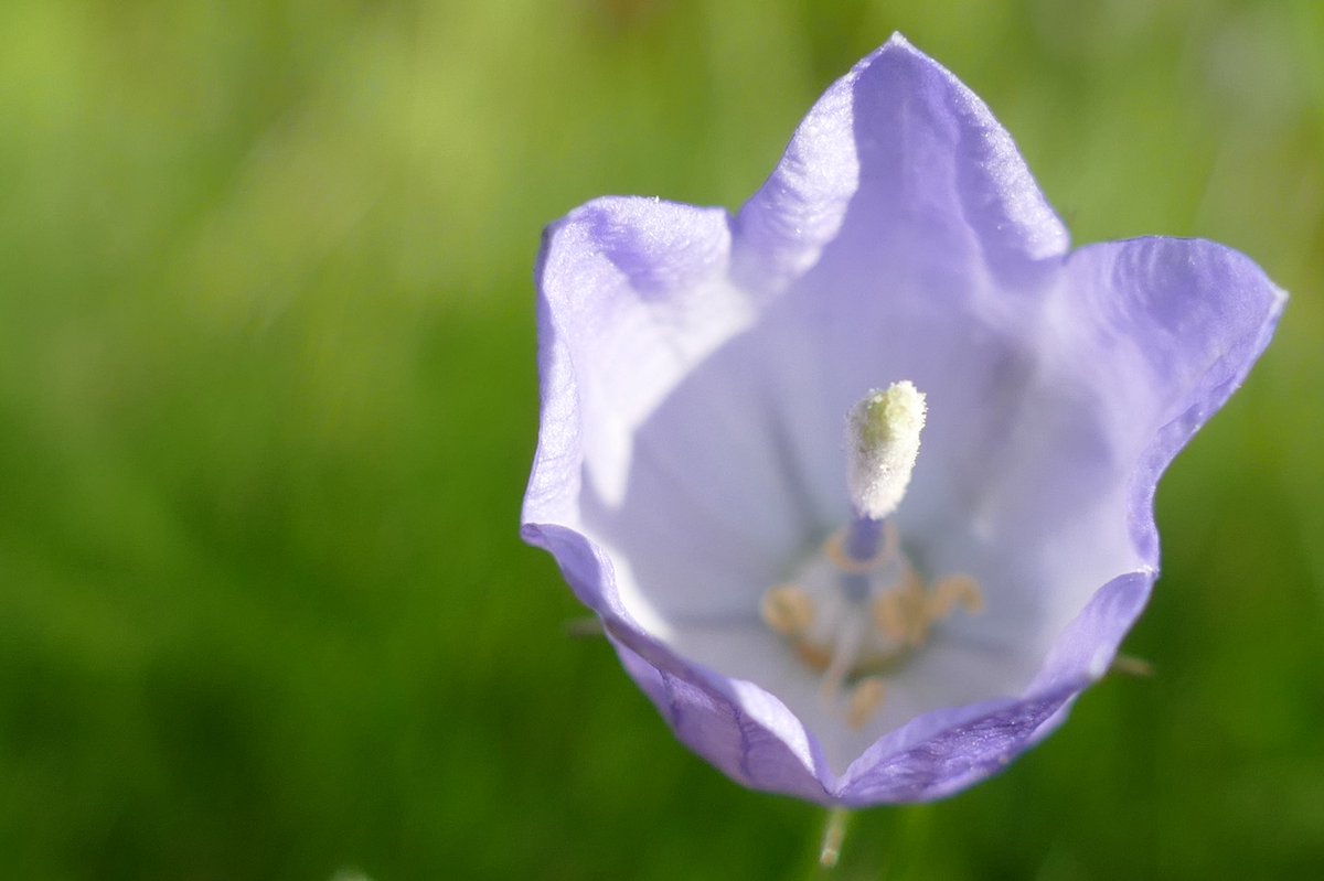 windyhollowscot's tweet photo. Also this week so beautiful for #wildflowerhour πΏ#harebell and #tuftedvetch #inthemeadows π#biodiversity is so important for healthy #ecosystems π¦ best wishes from #Perthshire #Scotland @wildflower_hour @BSBIbotany @PlantlifeScot @BiodynamicUK https://t.co/H13mXcfELn