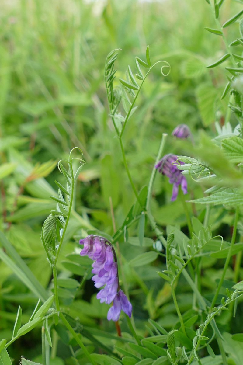 windyhollowscot's tweet photo. Also this week so beautiful for #wildflowerhour πΏ#harebell and #tuftedvetch #inthemeadows π#biodiversity is so important for healthy #ecosystems π¦ best wishes from #Perthshire #Scotland @wildflower_hour @BSBIbotany @PlantlifeScot @BiodynamicUK https://t.co/H13mXcfELn