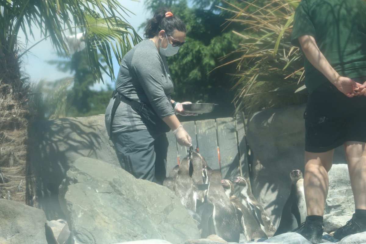 karenmillicent's tweet photo. @ColchesterZoo Thank you, I’ve had the best day with your zookeepers today. #colchesterzoo #bestday #loveanimals https://t.co/U6STJw3xbm