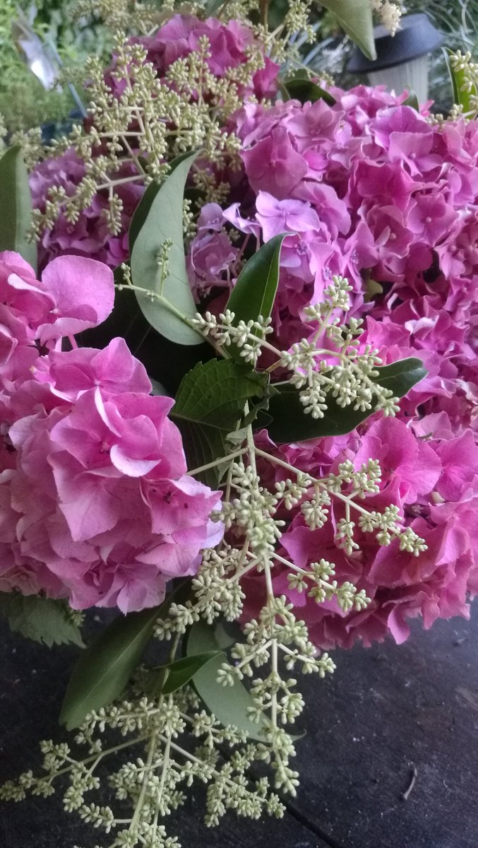 fiftycb's tweet photo. .. E sul far della sera #hidrangea e #ligustrum #mygarden #mybouquet #myflowers #apine https://t.co/8qEuhe8bDq