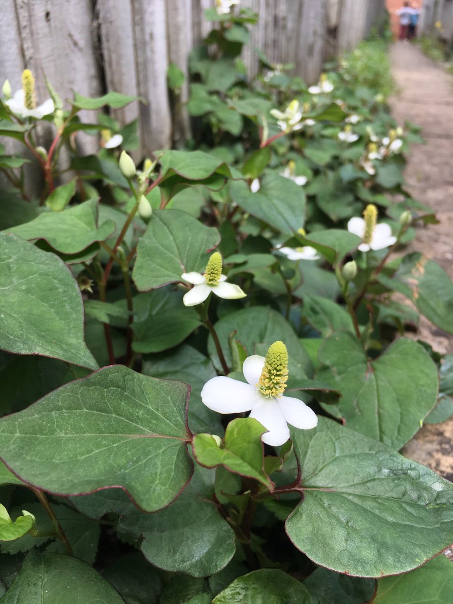 Houttuynia cordata escaping from back garden  #pavementplants