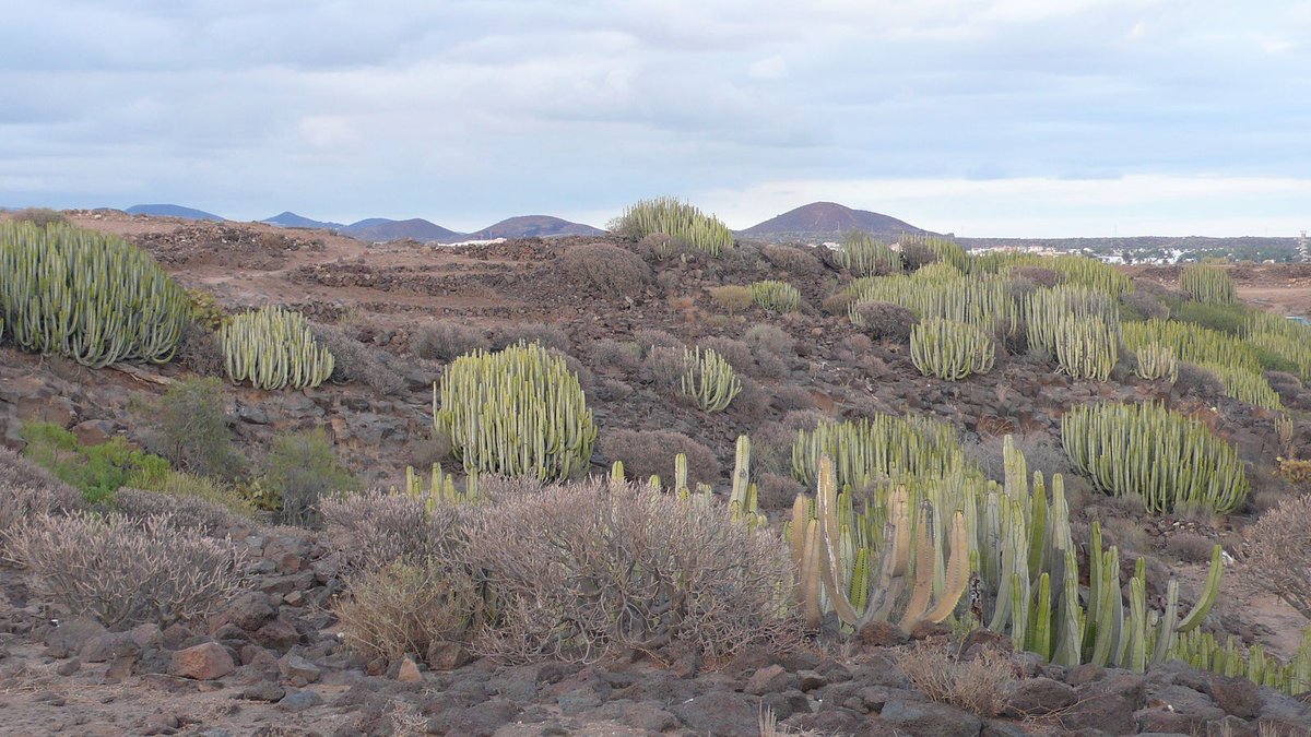 LAS PALMASThe Canary Island spurge is the subject of the this armband, it is the plant symbol of the island of Gran Canaria.