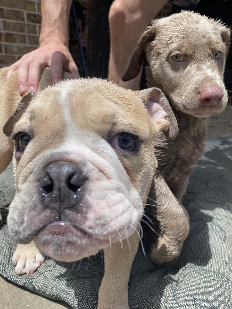 AliviaEckhoff's tweet photo. Winston’s first pool day https://t.co/UZ2Uig7iKR