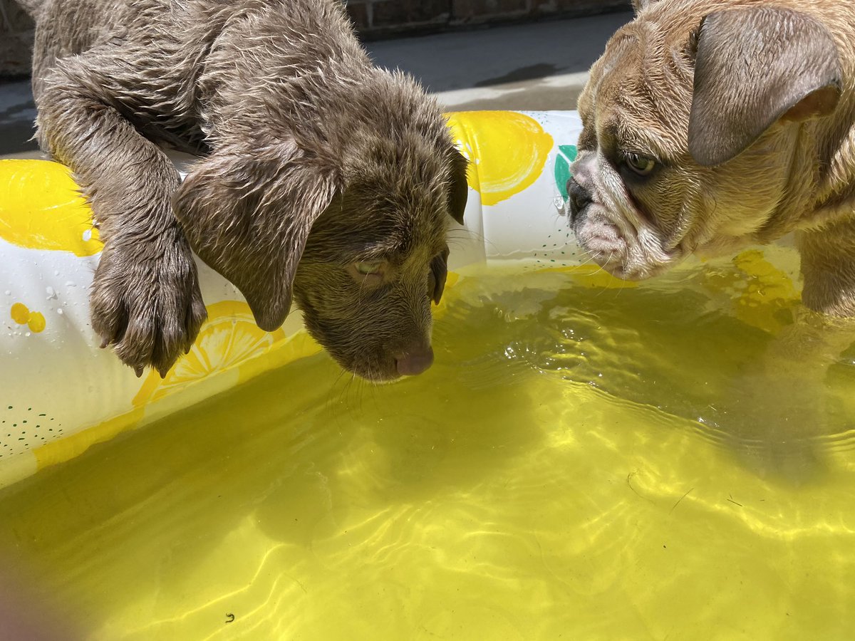 AliviaEckhoff's tweet photo. Winston’s first pool day https://t.co/UZ2Uig7iKR