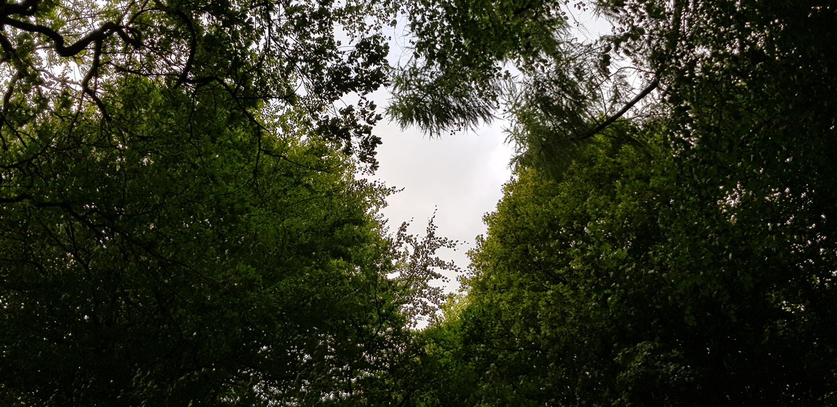 The shadows were lengthening  @WarleyWoods1 as we took the dog for her walk....