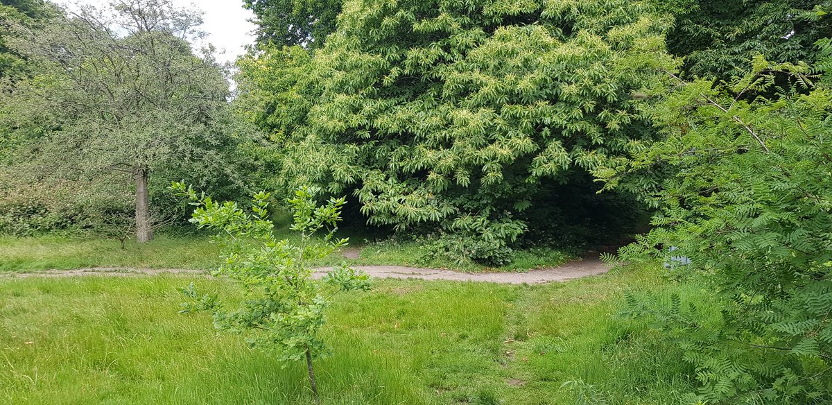 The shadows were lengthening  @WarleyWoods1 as we took the dog for her walk....