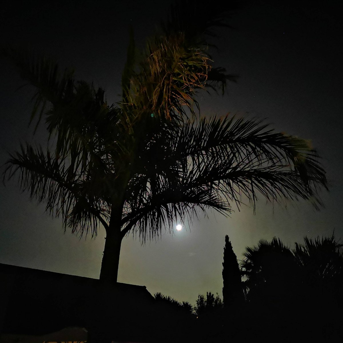 AtlantikoAlex's tweet photo. Beautiful full moon for a night with dear friends and some homemade woodfired pizza... #puntagorda #fullmoon #summerevening #lapalma #canarias #woodfiredpizza #lovinglockdown https://t.co/akmrtinqna