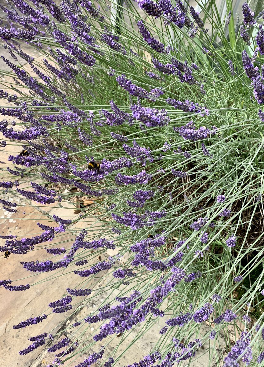 Jeremy ʕ•ᴥ•ʔ tweet media