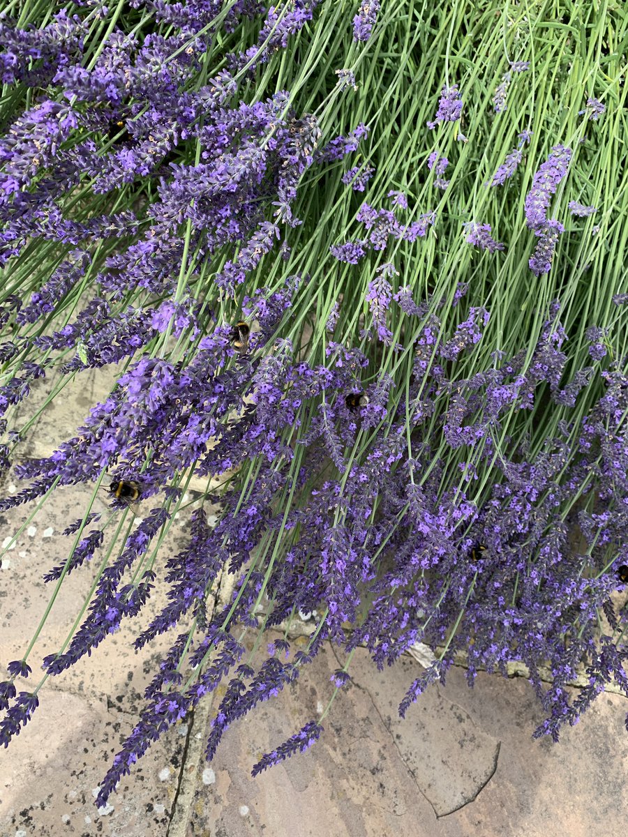 Jeremy ʕ•ᴥ•ʔ tweet media