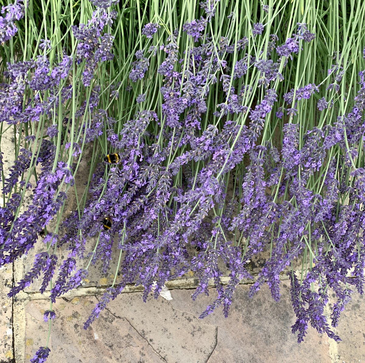 Jeremy ʕ•ᴥ•ʔ tweet media