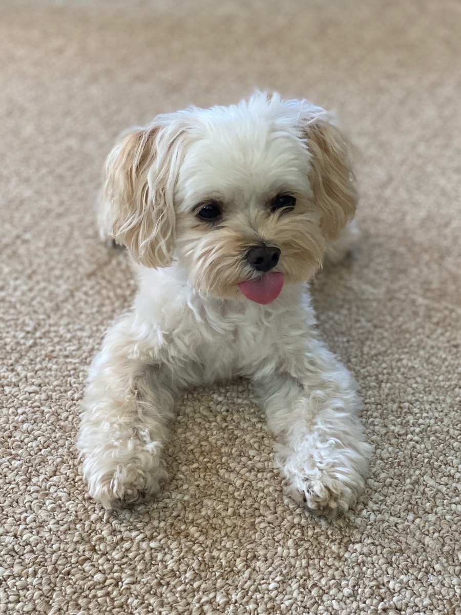 MarleyinDC's tweet photo. I know it’s not #TongueOutTuesday but I just couldn’t wait.   

Happy belated #4thofJuly2020 everyone. https://t.co/g6c7UwnMkZ