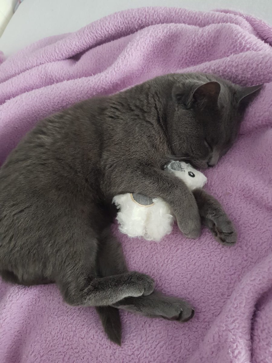 FallInSleep tweet media