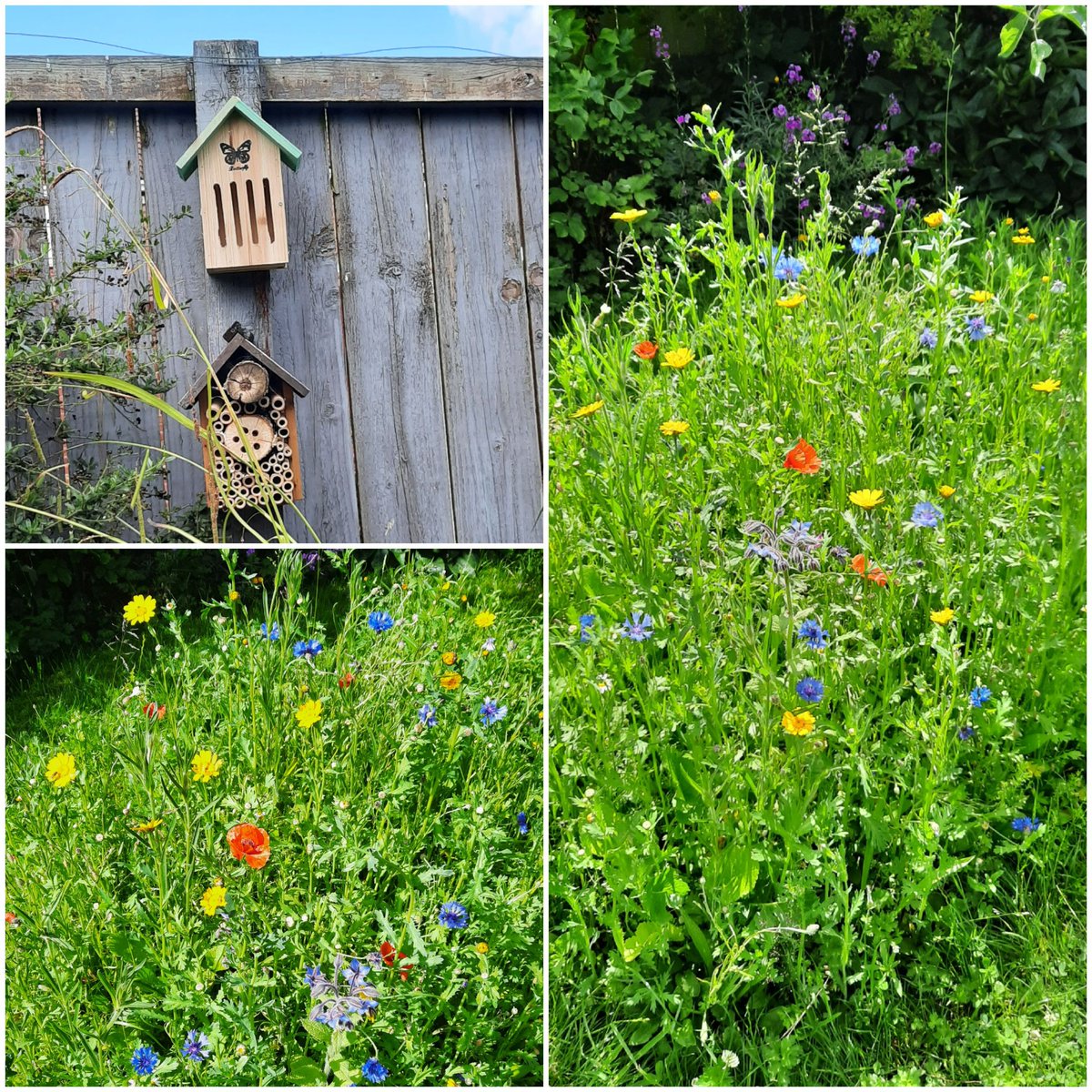 New edition to the garden for the wildlife....a butterfly house for them to shelter in and hopefully the new wildflowers will help attract them.  #wildlifegarden #butterflyhouse #nature