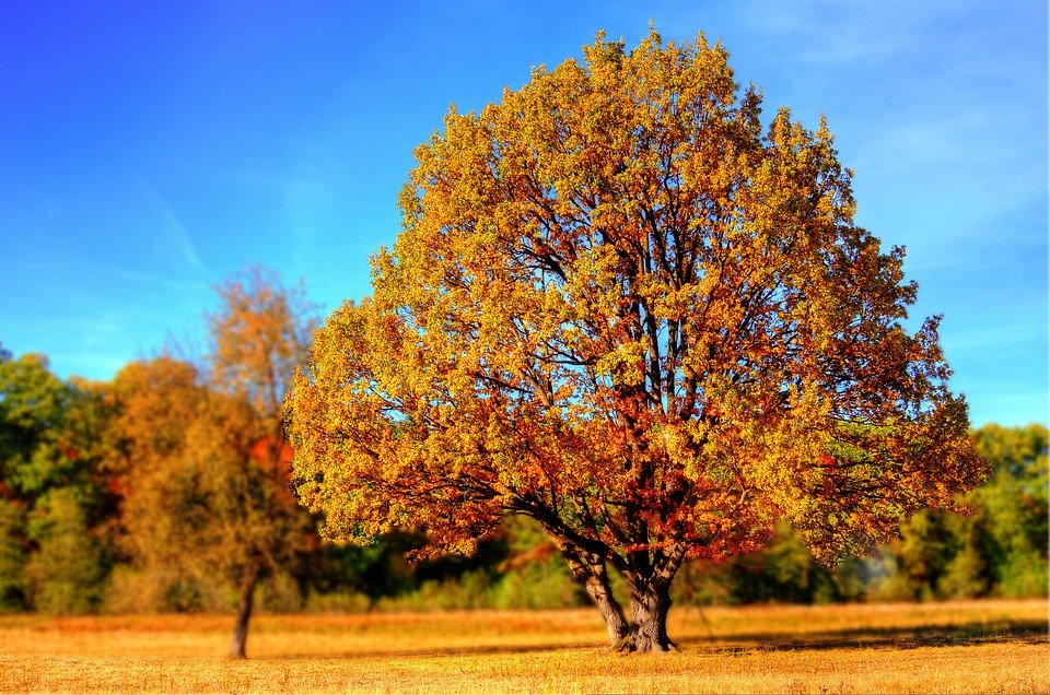 برچسب Herbstbaum در توییتر