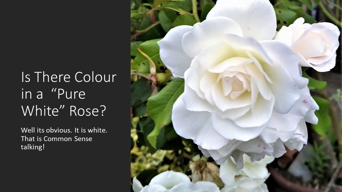 UncleBo80053383's tweet photo. I saw this wonderful white rose and I wondered "is there an anthocyanin there". I mean, anyone would because we are all curious. So I extracted the "juice" from the flower and electrolysed it and I went all philosophical. https://t.co/M2juvyB2xO