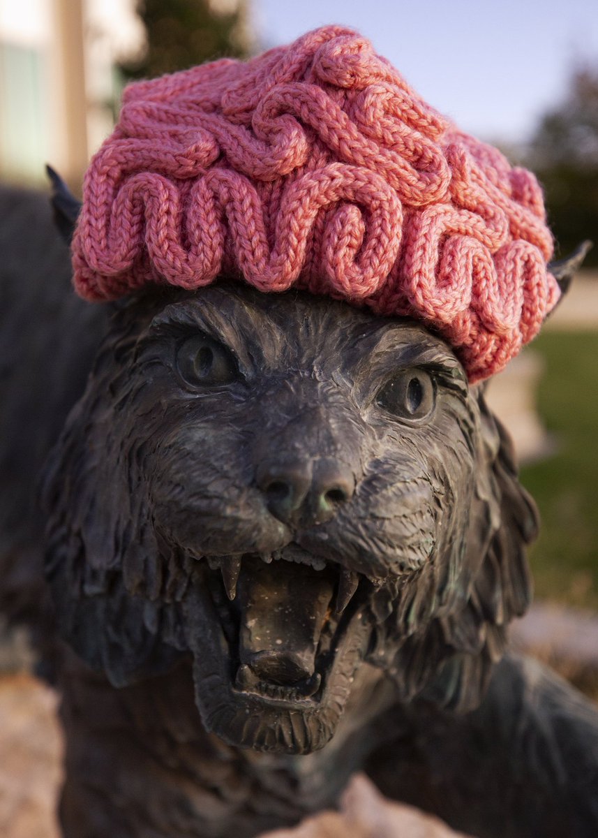 weberbrains's tweet photo. Waldo the wildcat looks pretty snazzy with a brain hat ๐๐ง #weberbrains #wsuneuro #weberscience https://t.co/upAwXxks09