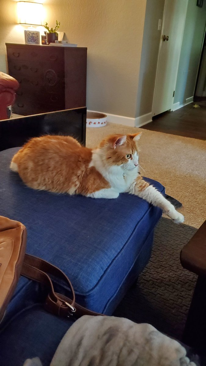 iamtuckercat's tweet photo. Just relaxing! #cat #ねこ https://t.co/WlfpGNpb36