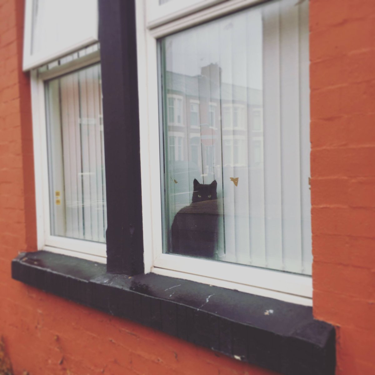 LaikaMuttnik's tweet image. Window cat of the day😺💕
本日の窓猫さん(*´∀｀*)

#windowcat #CatsOfTwitter #catstagram #窓猫 #にゃんすたぐらむ