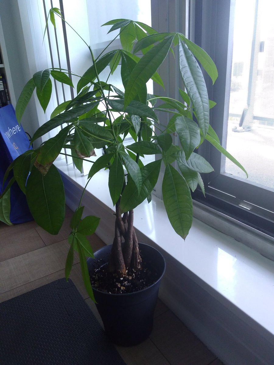 ヌルヌル 疫病退散 隔離生活中もグイグイ育ったこのパキラ そろそろ大きい鉢に植え替えた方がいいのか まだまだ大丈夫なのか判断に迷ってます どうなんでしょうね 園芸 観葉植物 パキラ ヌルヌル 疫病退散 隔離生活中もグイグイ育ったこのパキラ そろそろ大きい鉢に植え替えた方がいいのか まだまだ大丈夫なのか判断に迷ってます どうなんでしょうね 園芸 観葉植物 パキラ