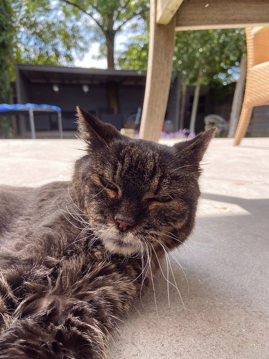 I LOVE MY CAT SO MUCH